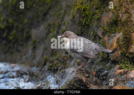 Juvenile Wasseramsel (Cinclus cinclus gularis) auf einem Felsen in einem schnell fliessenden Fluss in Schottland thront. Stockfoto