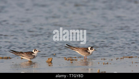 Juvenile Weißflügel Seeschwalben (Chlidonias leucopterus) Ruhe am Strand während der Migration in Ägypten Stockfoto