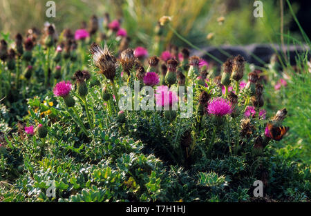 Stängellose Kratzdistel, stengellose Kratzdistel Cirsium acaule, Zwerg, Distel, Stemless Thistle Stockfoto