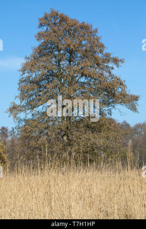Schwarz-Erle, Schwarzerle, Erle, im Frühjahr blühend, Alnus glutinosa, gemeinsame Erle, Erle, Aulne glutineux Stockfoto