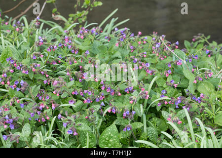 Echtes Lungenkraut Lungenkraut, Kleingeflecktes, Geflecktes Lungenkraut Lungenkraut Pulmonaria officinalis,,, Lungenkraut, gemeinsame Lungenkraut, Mary's Tränen, Stockfoto