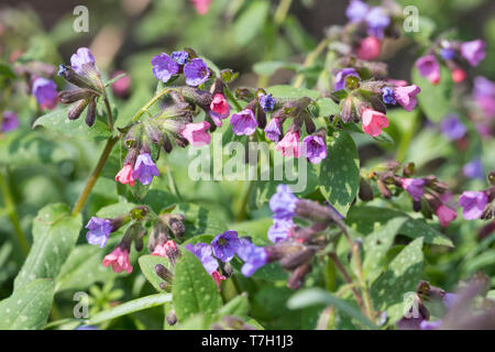 Echtes Lungenkraut Lungenkraut, Kleingeflecktes, Geflecktes Lungenkraut Lungenkraut Pulmonaria officinalis,,, Lungenkraut, gemeinsame Lungenkraut, Mary's Tränen, Stockfoto