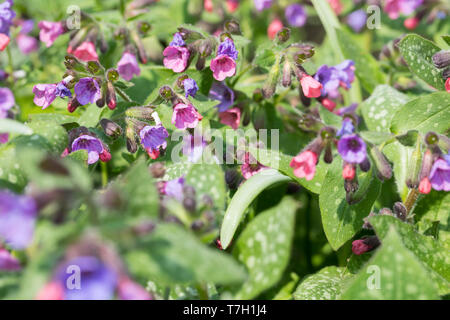 Echtes Lungenkraut Lungenkraut, Kleingeflecktes, Geflecktes Lungenkraut Lungenkraut Pulmonaria officinalis,,, Lungenkraut, gemeinsame Lungenkraut, Mary's Tränen, Stockfoto