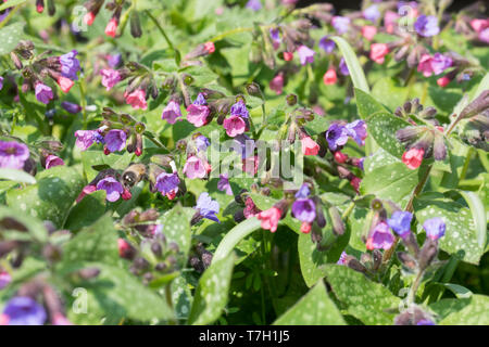 Echtes Lungenkraut Lungenkraut, Kleingeflecktes, Geflecktes Lungenkraut Lungenkraut Pulmonaria officinalis,,, Lungenkraut, gemeinsame Lungenkraut, Mary's Tränen, Stockfoto