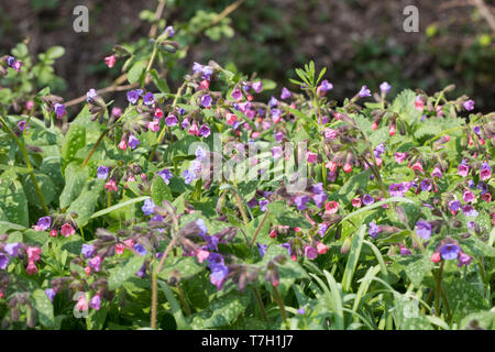 Echtes Lungenkraut Lungenkraut, Kleingeflecktes, Geflecktes Lungenkraut Lungenkraut Pulmonaria officinalis,,, Lungenkraut, gemeinsame Lungenkraut, Mary's Tränen, Stockfoto