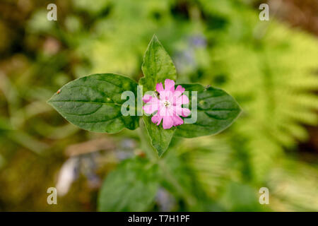 Rote Campion (Silene Dioica) Stockfoto
