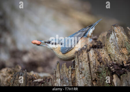 Kleiber hocken auf einem alten Baumstumpf Stockfoto