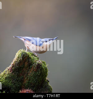 Kleiber hocken auf einem alten Baumstumpf Stockfoto