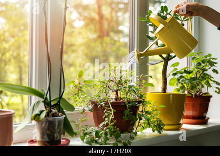 Hand mit Wasser können die Bewässerung pflanzen auf der Fensterbank Stockfoto