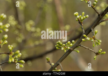 Die Niederlassung der Apfelbaum, auf dem es gibt ungeöffneten Knospen. Grüner Hintergrund. Stockfoto