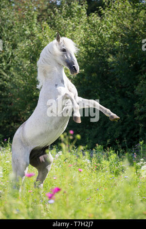 Alter Real. Schimmelhengst Hexeno Aufzucht auf einer blühenden Wiese. Deutschland Stockfoto