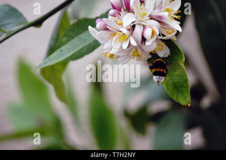 Biene auf der Zitrone Blume Nahaufnahme Stockfoto