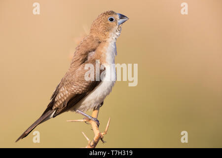 Afrikanische Silverbill (Euodice cantans bezeichnet), einzelne auf einem Ast sitzend Stockfoto