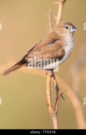 Afrikanische Silverbill (Euodice cantans bezeichnet), einzelne auf einem Ast sitzend Stockfoto