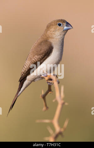 Afrikanische Silverbill (Euodice cantans bezeichnet), einzelne auf einem Ast sitzend Stockfoto