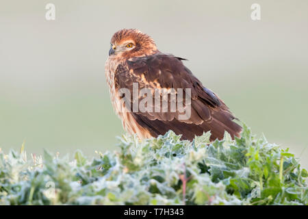 Montagu's Harrier (Circus pygargus), erwachsene Frau auf dem Boden sitzend Stockfoto