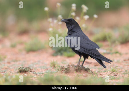 Afrikanische nördlichen Rabe (Corvus Corax tingitanus), Seitenansicht eines Erwachsenen auf dem Boden in Marokko Stockfoto