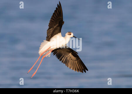Schwarz - geflügelte Stelzenläufer (Himantopus himantopus), Erwachsene im Flug im Oman Stockfoto