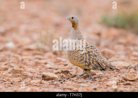 Schwarz-bellied Sandgrouse (Pterocles orientalis), erwachsenen Mann auf dem Boden Stockfoto