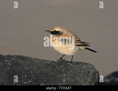 Wüste Steinschmätzer (Oenanthe deserti), Erste - Winter männlich stehend, von der Seite gesehen. Stockfoto