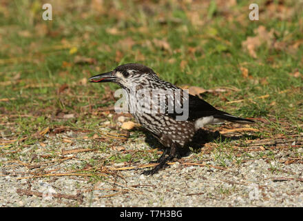 Nussknacker (Nucifraga caryocatactes entdeckt), erste Winter stehen, von der Seite gesehen, Libelle essen. Nur wenige Besucher in den Niederlanden Stockfoto