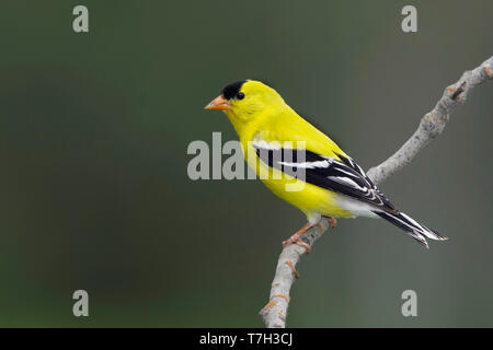 Erwachsene männliche Zucht plumaged American Goldfinch (spinus Tristis) im Lac du Boise, Britisch-Kolumbien, Kanada, Juni 2015 Stockfoto