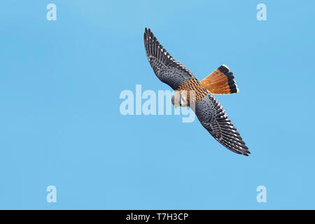 Erwachsene männliche Amerikanische Kestrel, Falco sparverius Kammern Co., Texas, Oktober 2017 Stockfoto