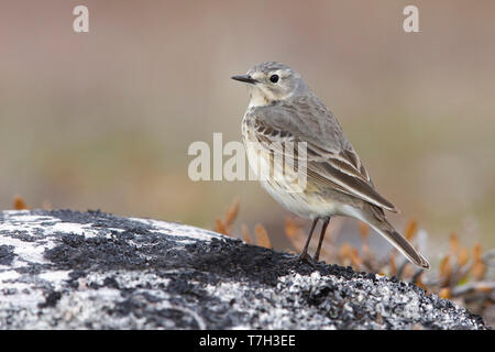 Nach American Buff-bellied Pieper (Anthus rubescens rubescens) auf einem Felsen in der arktischen Tundra von Churchill, Manitoba, Kanada thront. Stockfoto