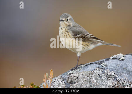 Nach American Buff-bellied Pieper (Anthus rubescens rubescens) auf einem Felsen in der arktischen Tundra von Churchill, Manitoba, Kanada thront. Stockfoto