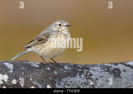 Nach American Buff-bellied Pieper (Anthus rubescens rubescens) auf einem Felsen in der arktischen Tundra von Churchill, Manitoba, Kanada thront. Stockfoto