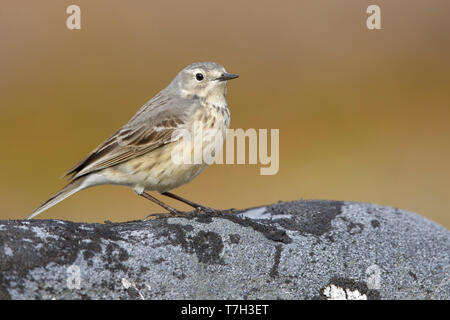 Nach American Buff-bellied Pieper (Anthus rubescens rubescens) auf einem Felsen in der arktischen Tundra von Churchill, Manitoba, Kanada thront. Stockfoto