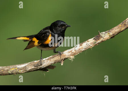 Erwachsene männliche Amerikanische Redstart (Setophaga ruticilla) Galveston Co., Texas, USA im Frühjahr. Stockfoto