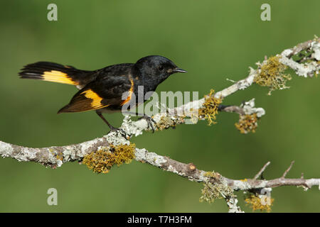 Erwachsene männliche Amerikanische Redstart (Setophaga ruticilla) Galveston Co., Texas, USA im Frühjahr. Stockfoto