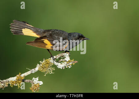 Erwachsene männliche Amerikanische Redstart (Setophaga ruticilla) Galveston Co., Texas, USA im Frühjahr. Stockfoto