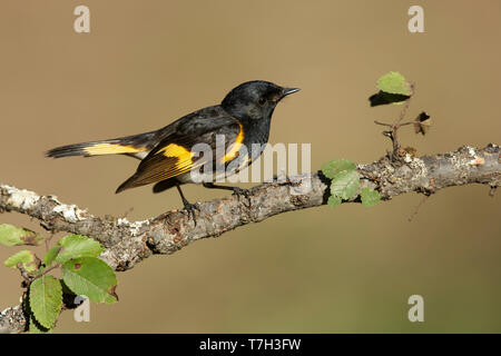 Erwachsene männliche Amerikanische Redstart (Setophaga ruticilla) Galveston Co., Texas, USA im Frühjahr. Stockfoto