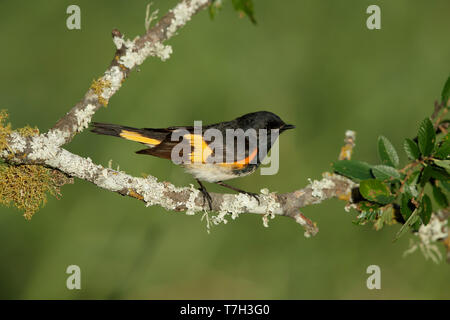 Erwachsene männliche Amerikanische Redstart (Setophaga ruticilla) Galveston Co., Texas, USA im Frühjahr. Stockfoto