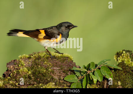 Erwachsene männliche Amerikanische Redstart (Setophaga ruticilla) Galveston Co., Texas, USA im Frühjahr. Stockfoto