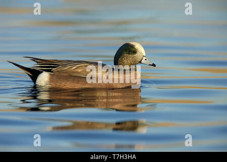 Erwachsene männliche Amerikanische Pfeifente (Mareca americana) Schwimmen in einem Süßwassersee in Maricopa County, Arizona, USA, im Winter. Stockfoto