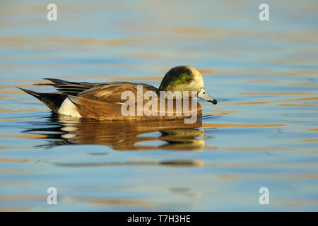 Erwachsene männliche Amerikanische Pfeifente (Mareca americana) Schwimmen in einem Süßwassersee in Maricopa County, Arizona, USA, im Winter. Stockfoto