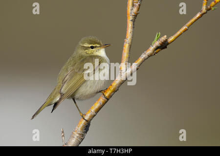 Nach Arktis Laubsänger (Phylloscopus borealis) auf einem Zweig in Seward, Alaska Halbinsel thront. Gegen eine Braun Natur Hintergrund. Stockfoto