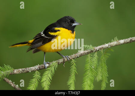 Erwachsene männliche Baltimore Oriole (Icterus galbula) auf einem kleinen Zweig in Galveston County, Texas, USA thront, während der Migration. Stockfoto