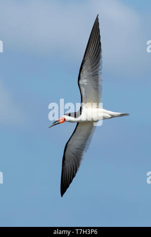 Nach Schwarzes Abstreicheisen (Rynchops niger) im Flug gegen einen blauen Himmel als Hintergrund in San Diego Co., Kalifornien, USA. Stockfoto