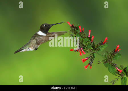 Erwachsenen männlichen Schwarzen, daß Kolibri (Archilochus alexandri) auf der Flucht vor einem grünen Hintergrund in Brewster County, Texas, USA. Schweben in Stockfoto