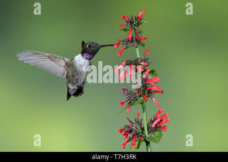 Erwachsenen männlichen Schwarzen, daß Kolibri (Archilochus alexandri) auf der Flucht vor einem grünen Hintergrund in Brewster County, Texas, USA. Die Nahrungssuche auf Stockfoto