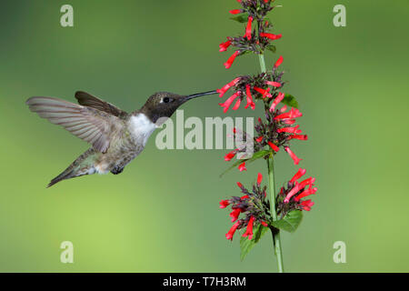 Erwachsenen männlichen Schwarzen, daß Kolibri (Archilochus alexandri) auf der Flucht vor einem grünen Hintergrund in Brewster County, Texas, USA. Die Nahrungssuche auf Stockfoto