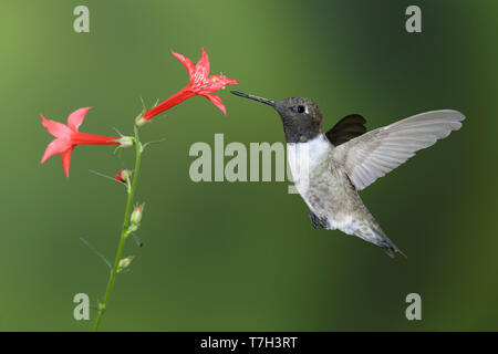 Erwachsenen männlichen Schwarzen, daß Kolibri (Archilochus alexandri) auf der Flucht vor einem grünen Hintergrund in Brewster County, Texas, USA. Die Nahrungssuche auf Stockfoto