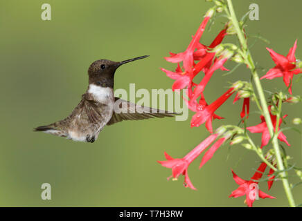 Erwachsenen männlichen Schwarzen, daß Kolibri (Archilochus alexandri) auf der Flucht vor einem grünen Hintergrund in Brewster County, Texas, USA. Die Nahrungssuche auf Stockfoto