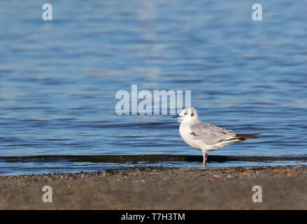 Im ersten Winter Bonapartes Möwe (Chroicocephalus Philadelphia) Überwinterung entlang der Pazifikküste in Mexiko. Stockfoto