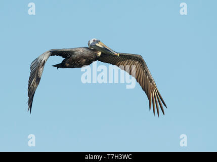 Subadult Braunpelikan (Pelecanus occidentalis) in voller Zucht Gefieder entlang der Küste von Galveston County, Texas fliegen, im Frühling. Stockfoto
