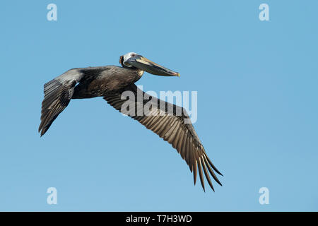 Subadult Braunpelikan (Pelecanus occidentalis) in voller Zucht Gefieder entlang der Küste von Galveston County, Texas fliegen, im Frühling. Stockfoto